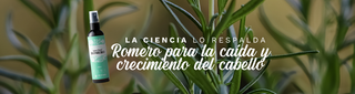 La ciencia lo respalda: el Romero es el secreto ancestral para la caída y crecimiento del cabello